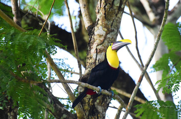 tucan © victor