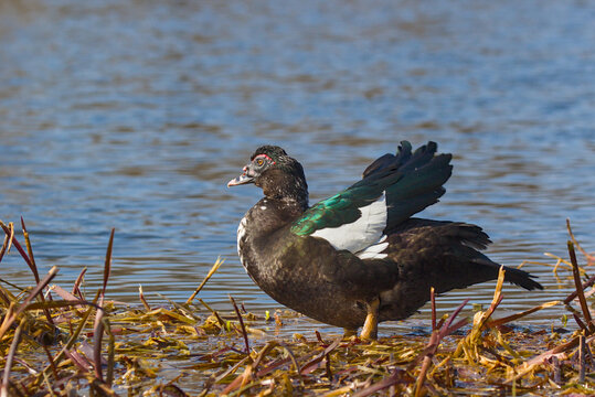 A dark Muscovy duck stands at a muddy shoreline with reeds and gentle ripples. Its glossy feathers reveal green sheen and small white patches along the wing. A bright eye scans the calm water nearby.