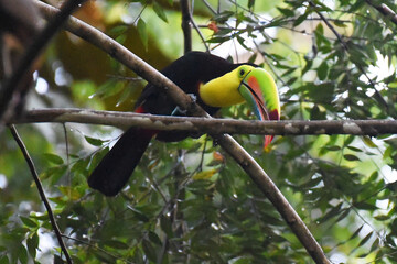 tucan © victor