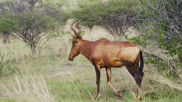 Lone red hartebeest walking with majestic horns through tall green grass and thorny bushes of arid african savanna in its natural environment and habitat