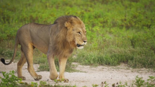 Male lion with majestic mane walking across grassy african savanna during day, power and grace while patrolling territory in a national park