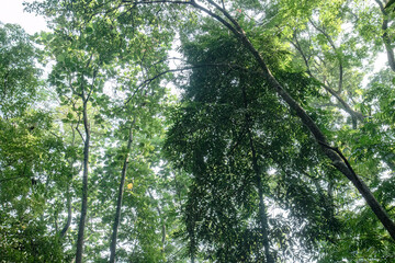 Fototapeta premium Upward rainforest canopy with luminous sky and layered leaves. Airy treetop frame creating fresh botanical background appeal. Sunlit forest crown for wellness ecology and travel visuals