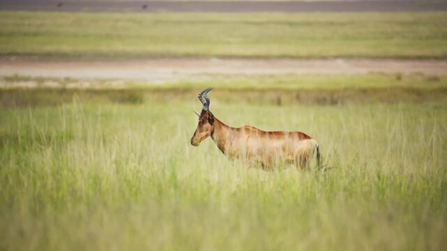 Hartebeest standing alone in wild african savanna during a safari, solitary brown antelope grazing in tall green grass of national park with long horns