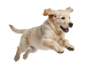 Playful golden retriever puppy captured mid-air, energetically leaping with a happy expression,...