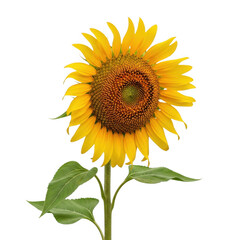 Obraz premium Vibrant sunflower with bright yellow petals and green leaves isolated on transparent background