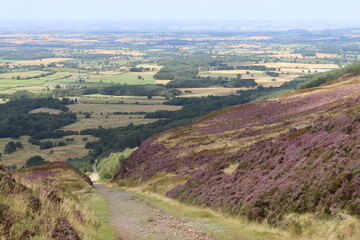 Obraz premium Path leading up through purple heather moorland, Cleveland Hills