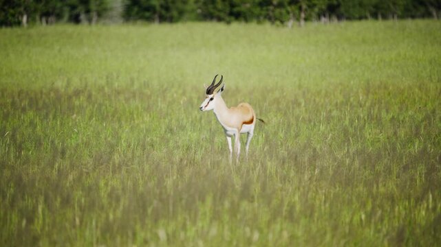 Lone springbok standing and grazing in lush green meadow, majestic animal in natural african habitat, national park savanna with long grass background