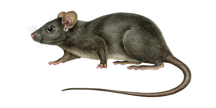 A realistic illustration of a gray rat with a long tail and pink ears and feet, isolated on a white background.