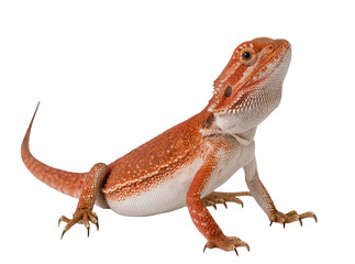 Fototapeta premium Vibrant orange bearded dragon lizard, a popular pet reptile, captured in a detailed studio shot, isolated PNG on transparent background for design projects