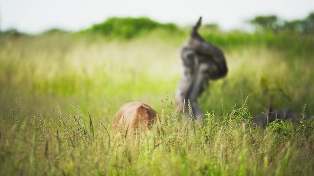 Young impala calf eating grass in lush green savannah habitat during safari tour in national park in the wilderness of Africa