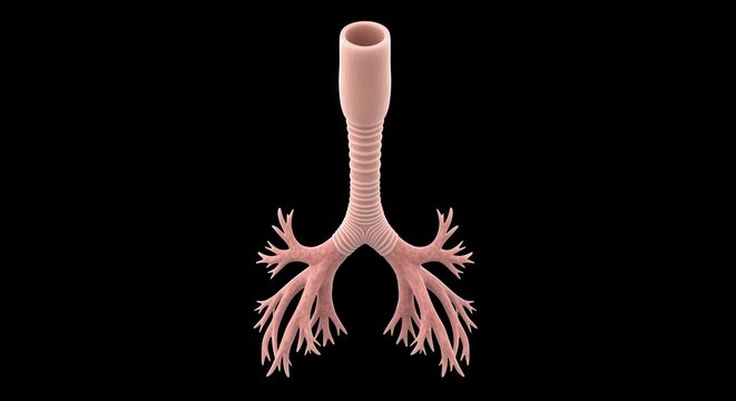 Detailed anatomical illustration of the human respiratory system's trachea and bronchial tree, showing its branching structure.
