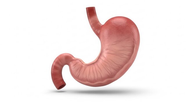 Detailed anatomical illustration of a human stomach organ with internal folds on a white background.