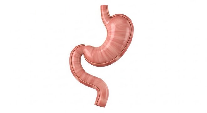 3D rendering of a human stomach and duodenum, depicting the upper digestive tract on a white background.