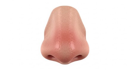 Fototapeta premium Close-up studio shot of a realistic human nose with a slight reddish tint, isolated on a clean white background.