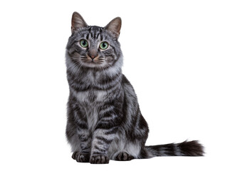 Beautiful grey tabby cat with vibrant green eyes, sitting attentively and looking forward, isolated PNG on transparent background, perfect for design © Diego