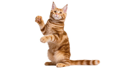 Orange tabby cat playing, isolated on transparent background © ELISA