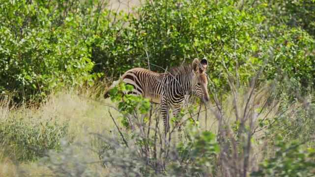 Young Cape mountain zebra foal walking in arid savanna of a national park in Africa, disappearing behind green bushes of the south african karoo landscape