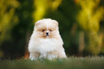 cute red and white pomeranian spitz puppy sitting on grass in summer