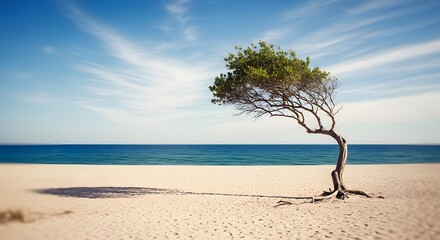 Obraz premium Lone tree on sandy beach with ocean and blue sky
