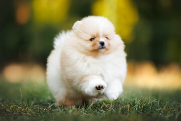 small pomeranian spitz puppy running on grass in summer