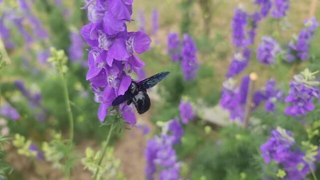 Slow Motion Video of a Large Black Carpenter Bee Pollinating Bright Purple Lavender Flowers in a Sunny Spring Garden