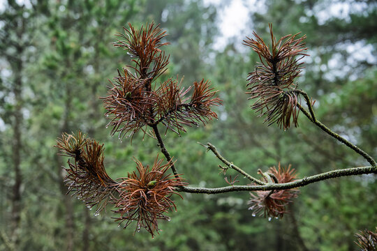 Brown Pine Branch With Wet Needles and Raindrops in a Misty Green Forest Autumn Scene, Stenbjerg Plantation, Denmark