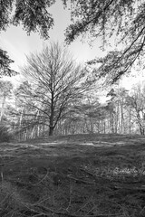 Obraz premium Striking monochrome landscape of a solitary bare tree on a hill in the Kaapse Bossen. This black and white shot captures the raw texture and quiet beauty of the Dutch winter forest.
