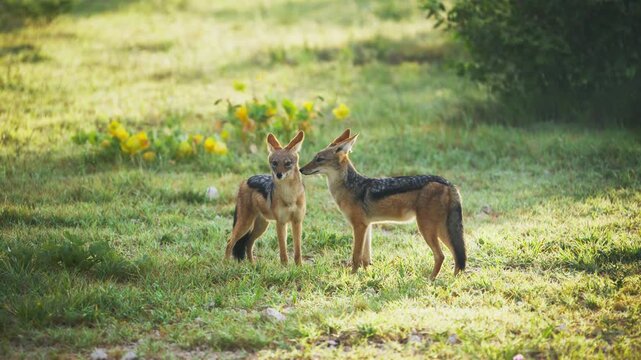 Pair of black backed jackals grooming each other in grassy african savanna during sunny morning in Etosha National Park, showcasing wildlife and natural habitat