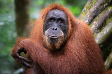 Orangutan © rick