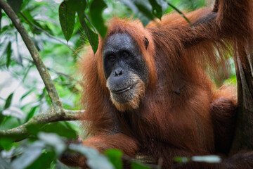 Orangutan © rick