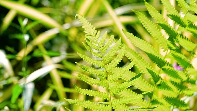 Close up of vibrant green fern leaf with natural bokeh background