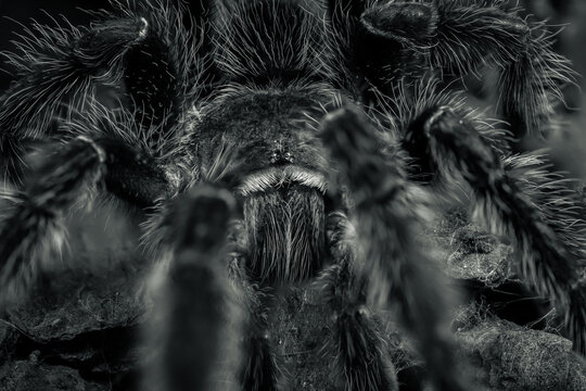 Black and White Tarantula Macro Extreme Close Up Hairy Spider Texture Dark Moody Fine Art Wildlife Photography