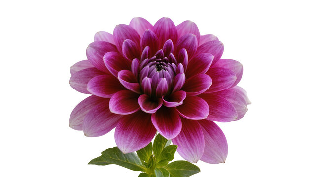 Vibrant purple dahlia flower with layered petals, isolated on transparent background