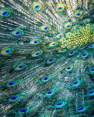 Obraz premium Majestic Peacock Full Tail Display Vibrant Colorful Feathers Eye Pattern Symmetry Exotic Bird Wildlife Photography