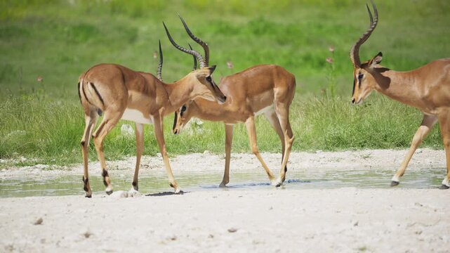 Two black faced impala rams fighting at a waterhole in Etosha National Park, while other antelopes watch confrontation between two wild animals in Africa
