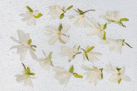 art with magnolia stellata flowers on thin white fabric and mirror