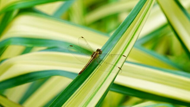 Close-up of a Dragonfly Resting on Striped Green and Yellow Leaves