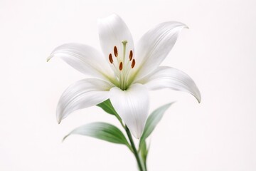 Fototapeta premium White lily flower isolated on soft background delicate bloom nature beauty minimal floral concept
