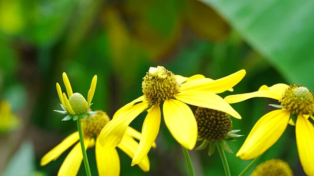 Tiny yellow spider camouflaged on yellow wildflower in the garden