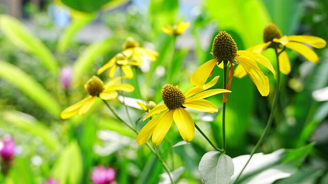 Beautiful Yellow Coneflowers Blooming in Bright Summer Garden