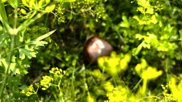 Ceramic apple decoration hanging from the thin branches of a garden tree