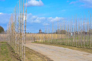 Obraz premium Fruit tree nursery with wooden support poles in Lienden, Betuwe. Rural Dutch landscape with a church tower on the horizon in Gelderland, Netherlands.