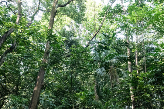 Rich tropical panorama featuring palms and layered forest growth. Dense jungle landscape with varied foliage and deep greenery. Natural woodland vista filled with lush vegetation textures