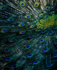 Obraz premium Peacock with Full Tail Display Vibrant Feathers Symmetry Exotic Bird Wildlife Nature Photography