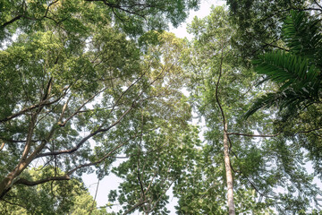 Fototapeta premium Arching limbs framing a lofty tropical forest canopy. Tall trees rising around an open green woodland view. Curving branches creating elegant jungle structure