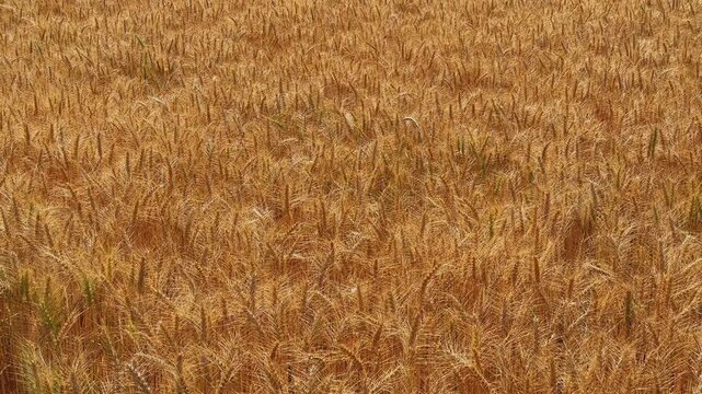 Full frame view of dense golden ripe wheat covering entire scene with rich texture and uniform pattern under natural light capturing harvest abundance and detail.