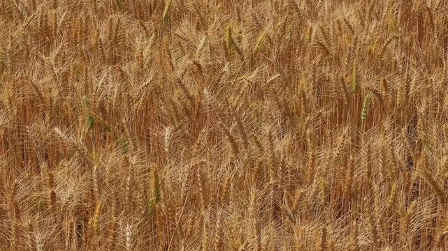 Close-up view of ripe golden wheat swaying gently in breeze with dense spikes and rich texture under natural light capturing maturity and harvest readiness in field.