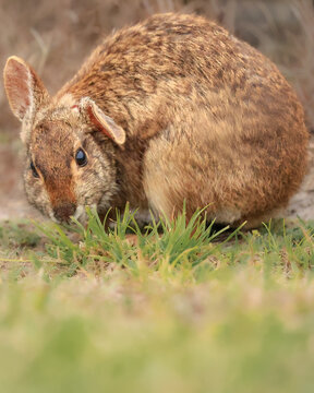 Precious Marsh Rabbit Hare Webbed Feet Huddled With Wounded Ear 