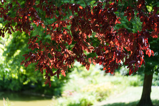 A decorative European beech Fagus sylvatica with dark red-purple leaves during leafing. Sunlight falls on the branches with leaves. Bokeh background.