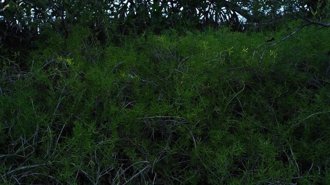 A lush, dense expanse of green coastal shrubs and saltbush grows under low, moody lighting. The image captures the intricate texture and vibrant greenery of a wild wetland ecosystem at dusk.